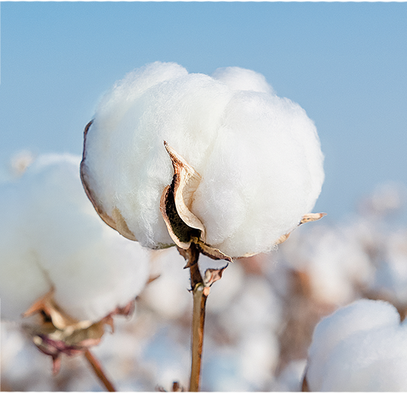 q3-purcotton-usp-1.png